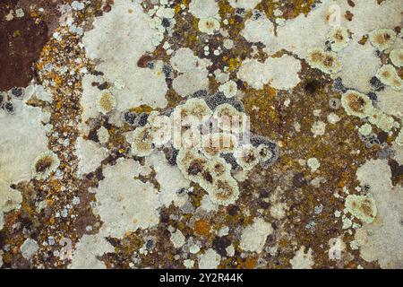 Close-up photo capturing the intricate texture of various lichen and moss species growing on a rough stone surface, showcasing a mix of earthy and gra Stock Photo