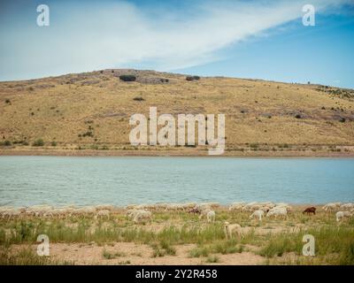 A peaceful scene depicting sheep grazing in a pasture. The artwork ...