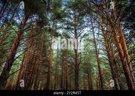Serene view of tall pine trees in a dense forest with sunlight gently streaming through The vibrant green foliage contrasts with the dark trunks, offe Stock Photo