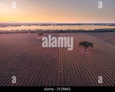 Aerial view of a vast lavender field with neat rows of purple flowers ...