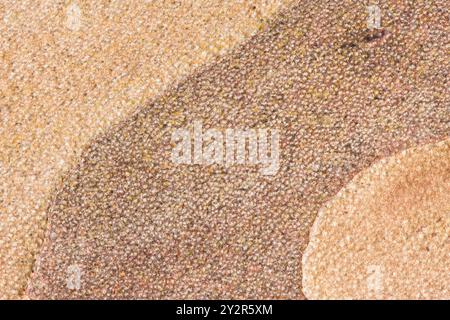 This image features abstract and intricate patterns on the inner surface of maple tree bark Stewartia pseudocamellia, highlighting a variety of textur Stock Photo
