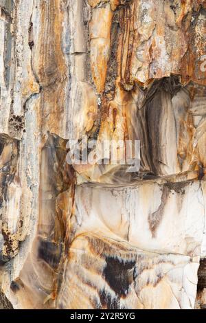 Close-up texture of petrified wood showcasing vibrant details and natural patterns found in Gingko Petrified Forest State Park, Vantage, Washington. Stock Photo