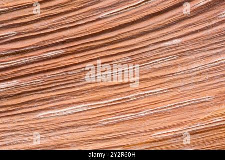 Detailed view of the bark of a Chinese Red Birch (Betula albosinensis) highlighting its distinctive smooth, shiny bark. Photographed to showcase the u Stock Photo