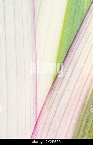 A macro close-up revealing the delicate textures and gradient of colors in plant leaves, capturing nature's intricate detail and design. Stock Photo
