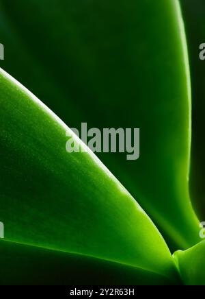 Close-up image capturing the intricate details and lush greenery of a plant leaf. The texture and veins are highlighted by natural light. Stock Photo