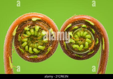 Macro close-up shot capturing the intricate details of young, curly fern fronds, known as fiddleheads, against a vibrant green backdrop, highlighting Stock Photo