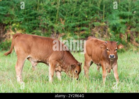 Two young Cachena cows graze peacefully in a lush pasture with a natural backdrop, showcasing the breed's characteristic small size and reddish-brown Stock Photo