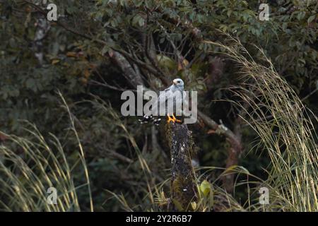 A gray hawk, Buteo nitidus, perches on a tree stump in Costa Rica, showcasing its striking plumage against the lush greenery Stock Photo