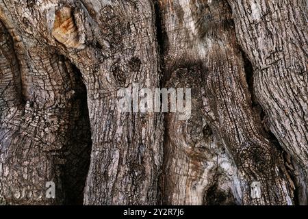 Close-up image showcasing the intricate textures and patterns of old tree bark, highlighting nature's detailed artwork with deep grooves and cracks Stock Photo