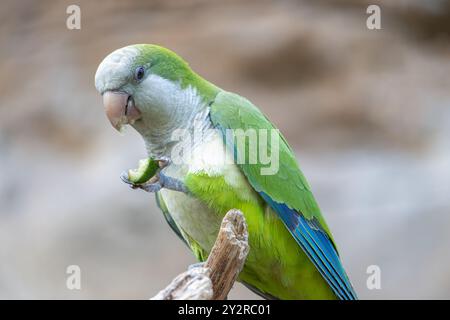 Monk parakeet - myiopsitta monachus, is eating on a branch Stock Photo