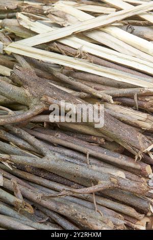 kakawate or madre de cacao tree cut pieces for firewood, soft wood which burns faster for short duration fires, commonly used in rural areas for house Stock Photo
