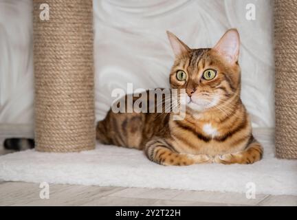 Bengal adult cat resting near scratching post. Pedigree cat sitting on floor. Stock Photo