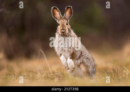 A close-up of a wild rabbit standing on its hind legs in a grassy field with a blurred background. Stock Photo