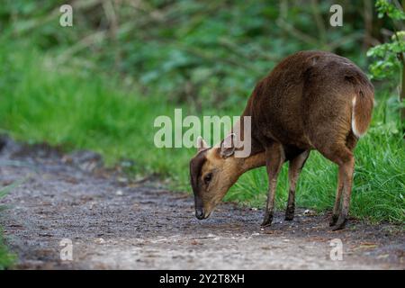 Muntjac (Doe) also known as  Reeves’ Muntjac, barking deer and Mastreani deer-Muntiacus reeversi. Norfolk, Uk. Stock Photo