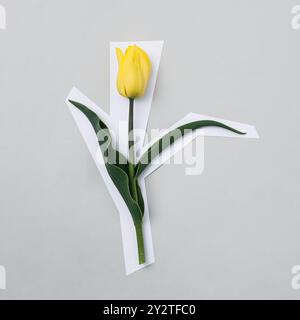 A minimalistic composition featuring a single yellow tulip on a gray background with white paper cutouts. Stock Photo