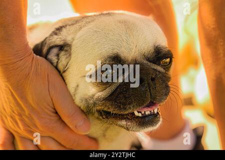 A LIGHT TAN COLORED PUG DOG WITH BRIGHT EYES AND A SLIGHTLY TILTED HEAD AT THE DOWNTOWN PARK IN BELLEVUE WASHINGTON Stock Photo