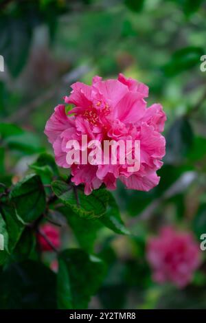 Hibiscus rosa-sinensis Terry Hibiscus pink color Stock Photo - Alamy