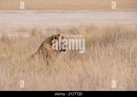 Side view of African male lion partially hidden. in tall grass in Namibia, Africa. Stock Photo