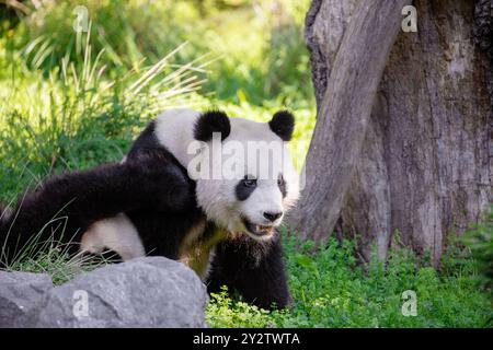 cheerful playing pandas on green lawn Stock Photo