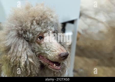 a large beautiful beige royal poodle near his owner. woman's hand on a dog's face with mouth open Stock Photo
