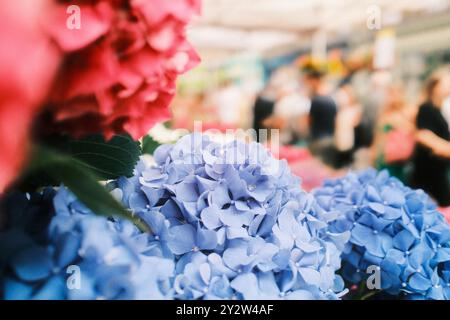 Close-up of vibrant blue and pink hydrangeas with a blurred background of people in a market setting. Stock Photo