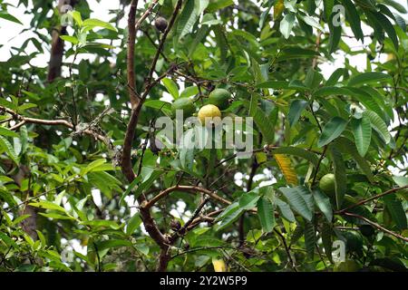 common guava, yellow guava, lemon guava, Echte Guave, Goyavier, Psidium guajava, guáva, Santa Cruz Island, Galápagos, Ecuador, South America Stock Photo