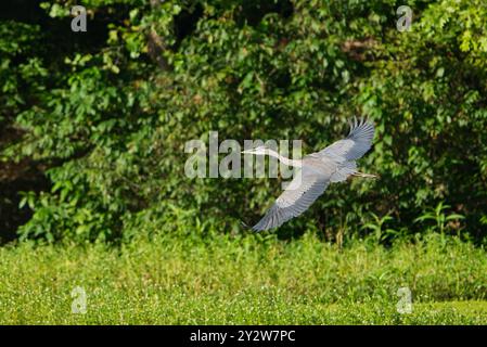 A Great Blue Heron in flight over a green landscape with foliage in the background in Dover, Tennessee Stock Photo