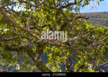 A Chaffinch In A Tree Foraging On The Stretch Of Levada Das 25 Fontes In Madeira Stock Photo