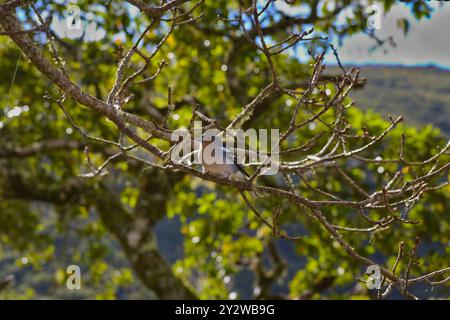 A Chaffinch In A Tree Foraging On The Stretch Of Levada Das 25 Fontes In Madeira Stock Photo