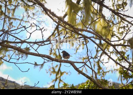 A Chaffinch In A Tree Foraging On The Stretch Of Levada Das 25 Fontes In Madeira Stock Photo