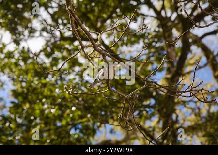 A Chaffinch In A Tree Foraging On The Stretch Of Levada Das 25 Fontes In Madeira Stock Photo