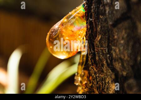 A golden, sticky resin drips from a tree trunk. Sunlight catches the droplet, creating a rainbow-like effect Stock Photo