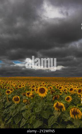A vertical view of a vibrant sunflower field stretches under a cloudy ...
