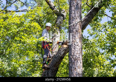 Tree trimmer working to prune tree limbs Stock Photo