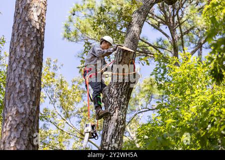 Tree Trimmer climbing tree to cut limbs Stock Photo