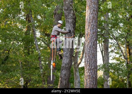 Tree Trimmer climbing tree to cut limbs Stock Photo