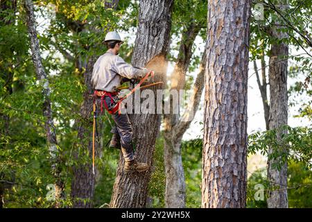 Tree arborist using chainsaw to cut tree down, while wearing safety gear. Stock Photo