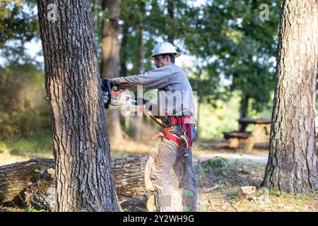 Tree trimmer using chainsaw and gear to cut down large oak tree. Stock Photo