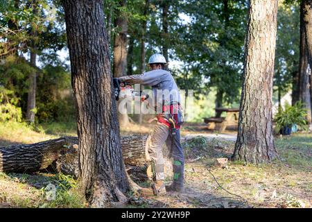 Tree trimmer using chainsaw and gear to cut down large oak tree. Stock Photo