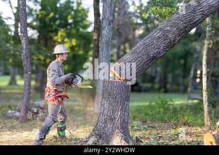 Tree trimmer using chainsaw and gear to cut down large oak tree. Stock Photo