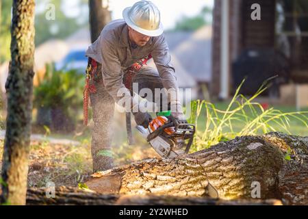 Tree trimmer using chainsaw and gear to cut down large oak tree. Stock Photo