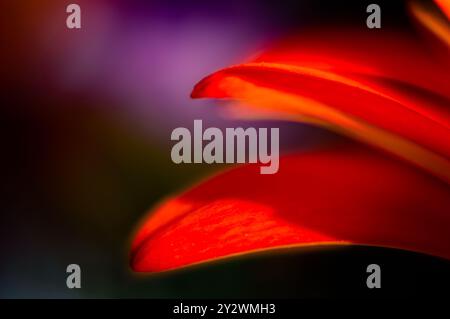 A macro shot of red petals of gerbera flower with faded orange colors against blur background Stock Photo