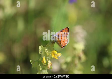 Purple-shot Copper butterfly male - Lycaena alciphron Stock Photo