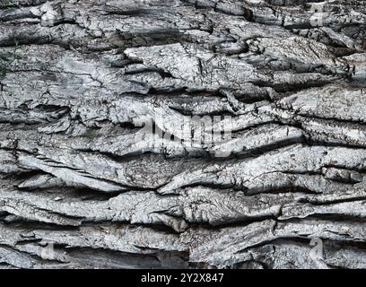 Amazing bark of a huge old eastern cottonwood tree as a stylish texture. Monochromatic, high contrast bleach bypass color. Stock Photo