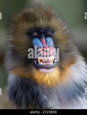 A close-up of a mandrill with eyes closed and showing teeth, highlighting its colorful face Stock Photo