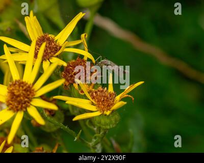 Mosquito on flower Stock Photo