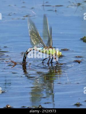 A female Emperor Dragonfly (Anax imperator) ovipositing at Combe Hill Nature Reserve Gloucestershire UK Stock Photo
