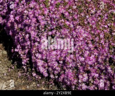 Rosea Ice Plant, Rodondo Creeper, Pale Dewplant or Dew-flower, Drosanthemum floribundum, Aizoaceae.  Ibiza, Ballearic Islands, Spain, Mediterranean. Stock Photo