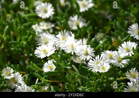 Glossy white early summer flowers of Ice Plant aka Delosperma Jewel of the Desert Moonstone or Peruvian scilla growing in UK glasshouse May Stock Photo
