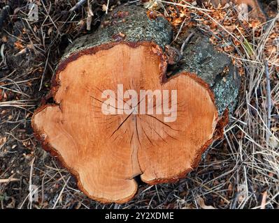 Tree trunk log section closeup. Textured wood background. Stock Photo